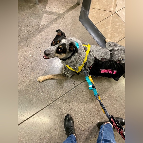 Hello. My name is Marcella. Nova is my service dog’s name. - Picture 5 of 15